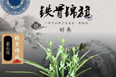 铁骨锦旗兰花怎样过冬