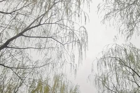 烟雨霏霏的意思