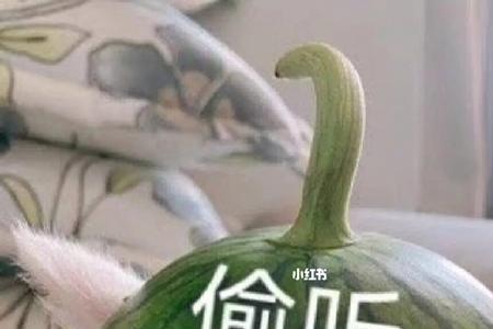 苏熙凌久泽什么时候大结局