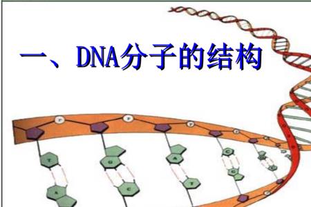 DNA作为遗传因子的主要优势