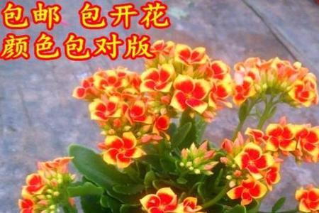 长寿花魔法是大花吗