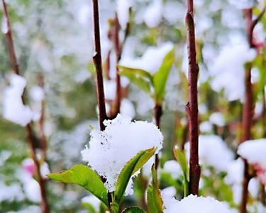 雪恋着春的句子