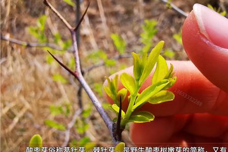 酸枣芽什么时候采效果好