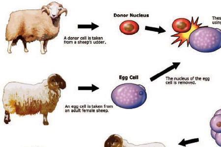 细胞生活小羊多莉的身世