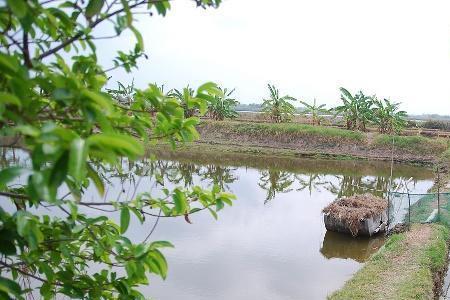 鱼塘建设必须要硬化吗