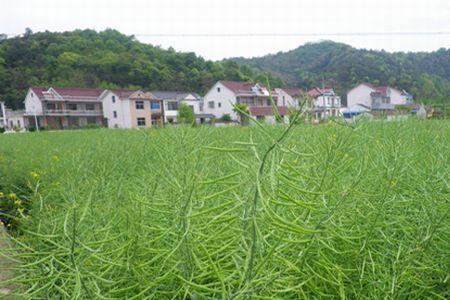 赶南油菜怎样种