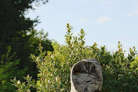 死树必须刨根吗