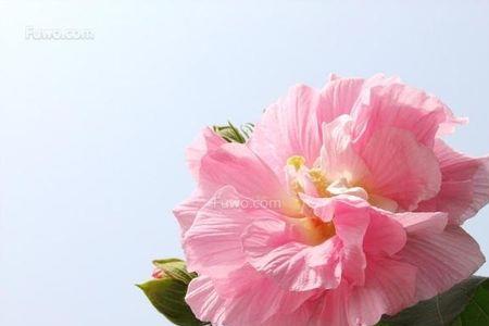 芙蓉向脸两边开是什么意思