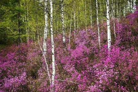 花开满山腰歌词