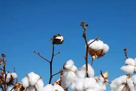 沙漠性气候能种棉花吗