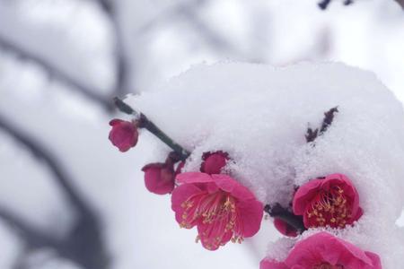 枫叶经霜艳梅花透雪香的意思