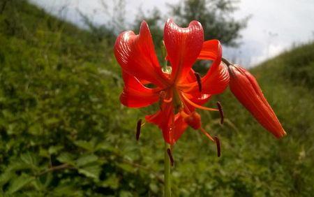 麦香花如何栽培