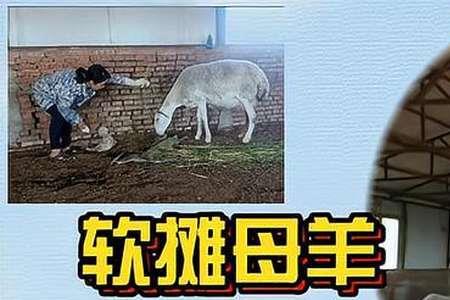 生产小羊羔怎么判断生完了