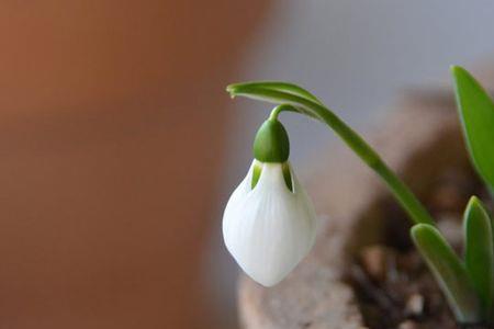 铃兰花不发芽怎么办