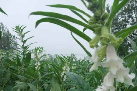 等芝麻开花啥意思