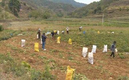 小铁头种植周期有多长