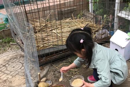 鸭子吃撑了怎么办