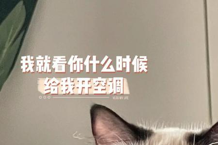 猫咪喜欢吹空调怎么办