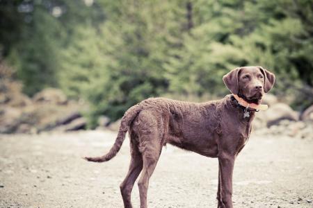 猎犬步伐和猎犬长牙怎么搭配