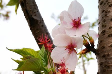 三春花满香如海的含义