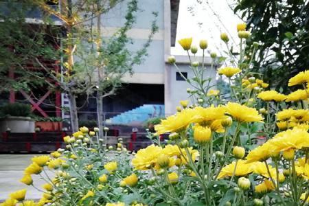 菊花过夏的正确方法