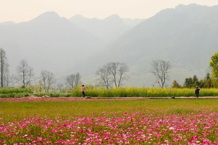 全民农场里的紫云英会枯萎吗