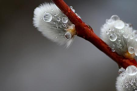 蒙蒙的春雨像什么