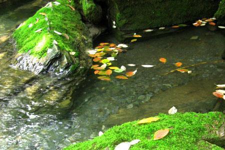 落花流水觅知音意思