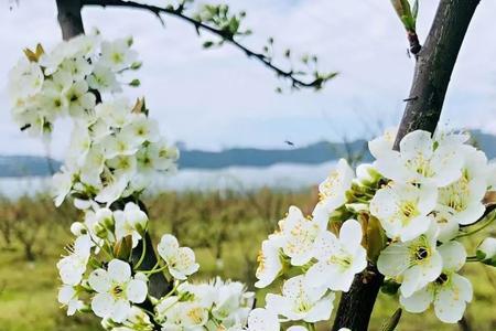 桃李满园芳华遍地的意思