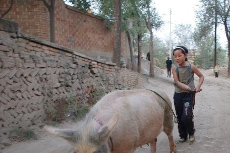 胡同赶猪什么意思