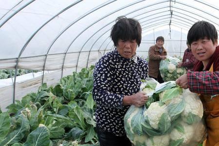 辛硫磷能在菜花上喷雾吗