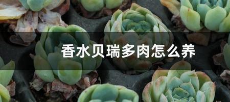 小叶胭脂贝瑞需要修根吗