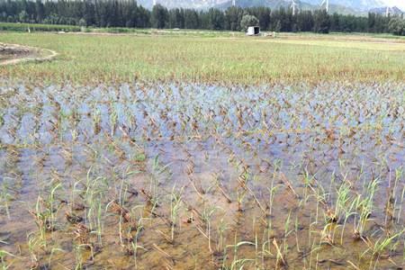 芦苇地适宜种植什么果树苗