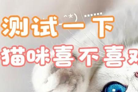 猫咪喜欢什么音乐