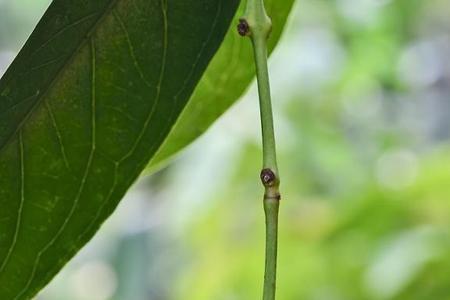 这是什么花，果子可以吃吗