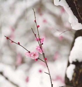 白极乐即墨花雪谁厉害