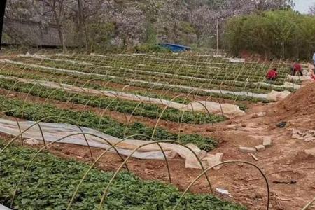 地栽红薯种植方法