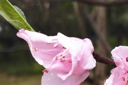 露水桃花是什么意思