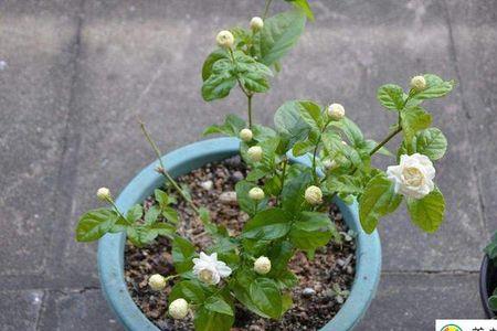 茉莉花用什么药花多芽多