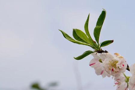 阳光明媚春风拂面的祝福语