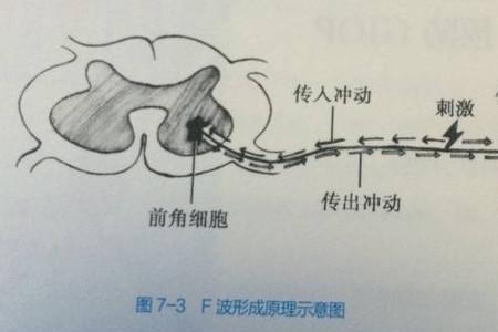 功能基线形成于什么阶段