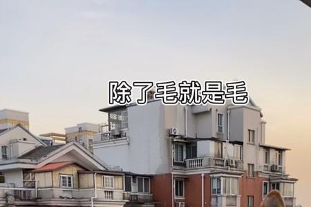 豆柴掉毛严重吗好养吗