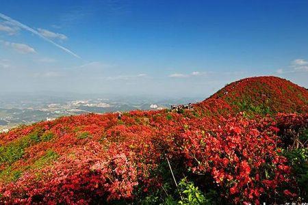 山上山下山花开下句