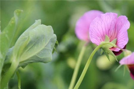 豌豆花流蜜吗