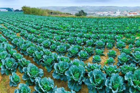 什么是甘蓝型油菜