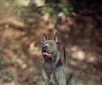 小型护卫犬排行榜