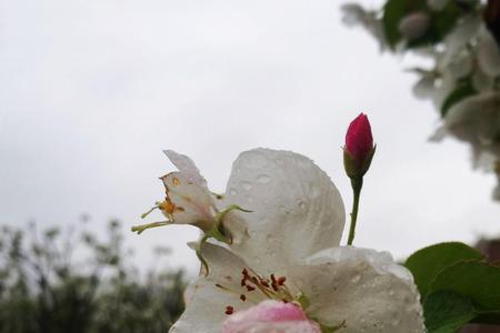 雨中赏花的文案