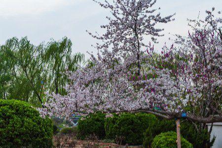 济南百花公园赏花时间