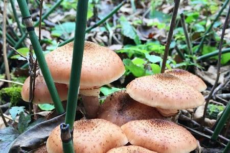 6月份是采蘑菇季节吗