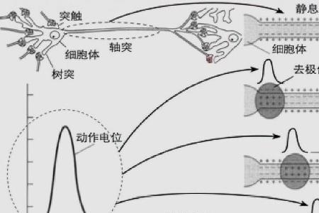 神经元去极化什么意思